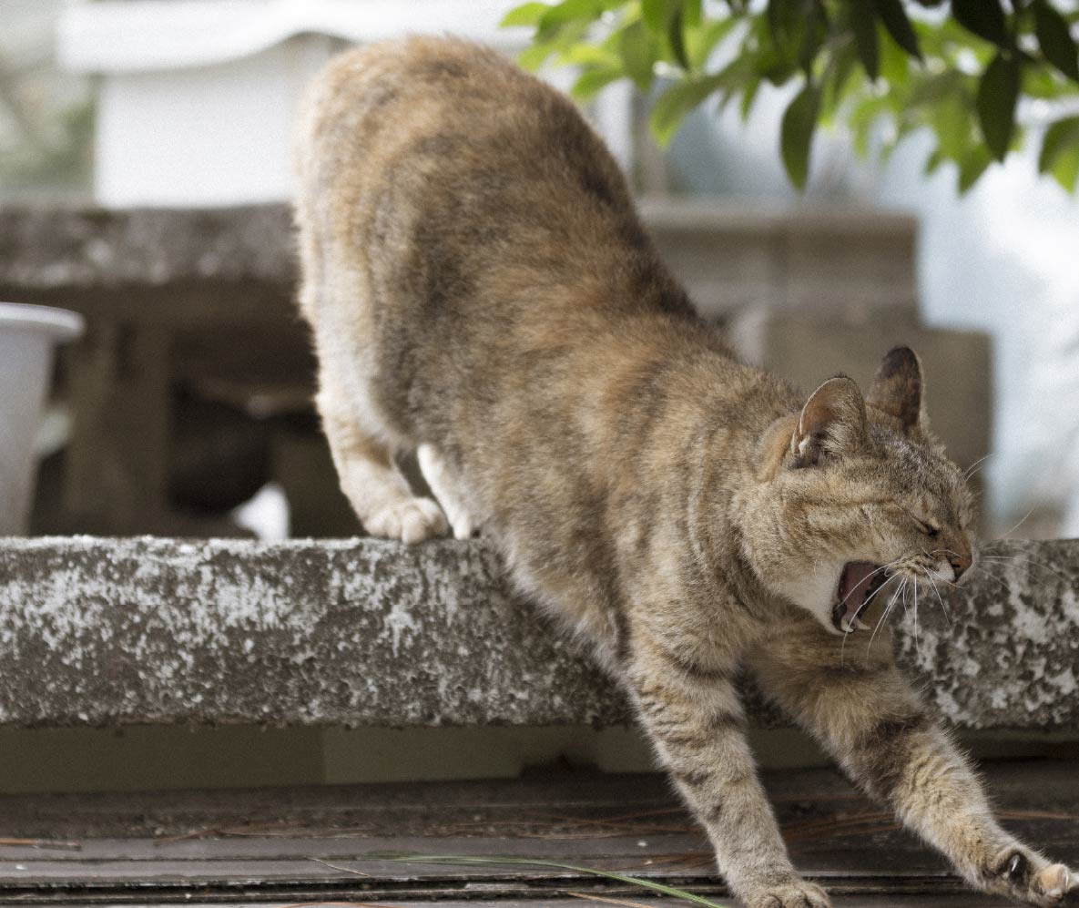 ‘벽돌 투척 살인사건’으로 돌아본 '대한민국 고양이의 역사'